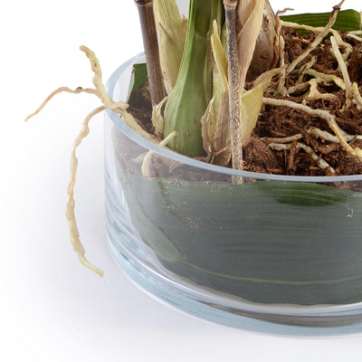 Cymbidium Orchid Leaf It - White - New Growth Designs