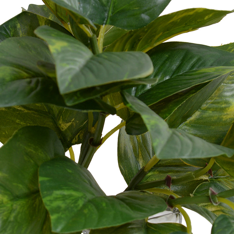 pothos in glass vase Pothos in Glass Vase 9"H – New Growth Designs