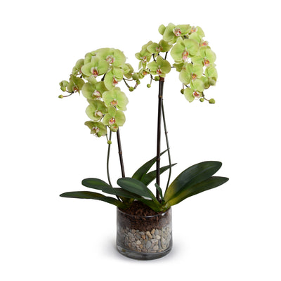 Phalaenopsis Orchid x2 w/River Rock in Glass Cylinder - Green
