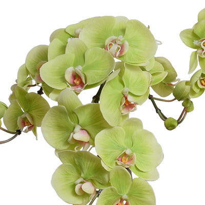 Phalaenopsis Orchid x2 in White Ceramic Bowl - Green