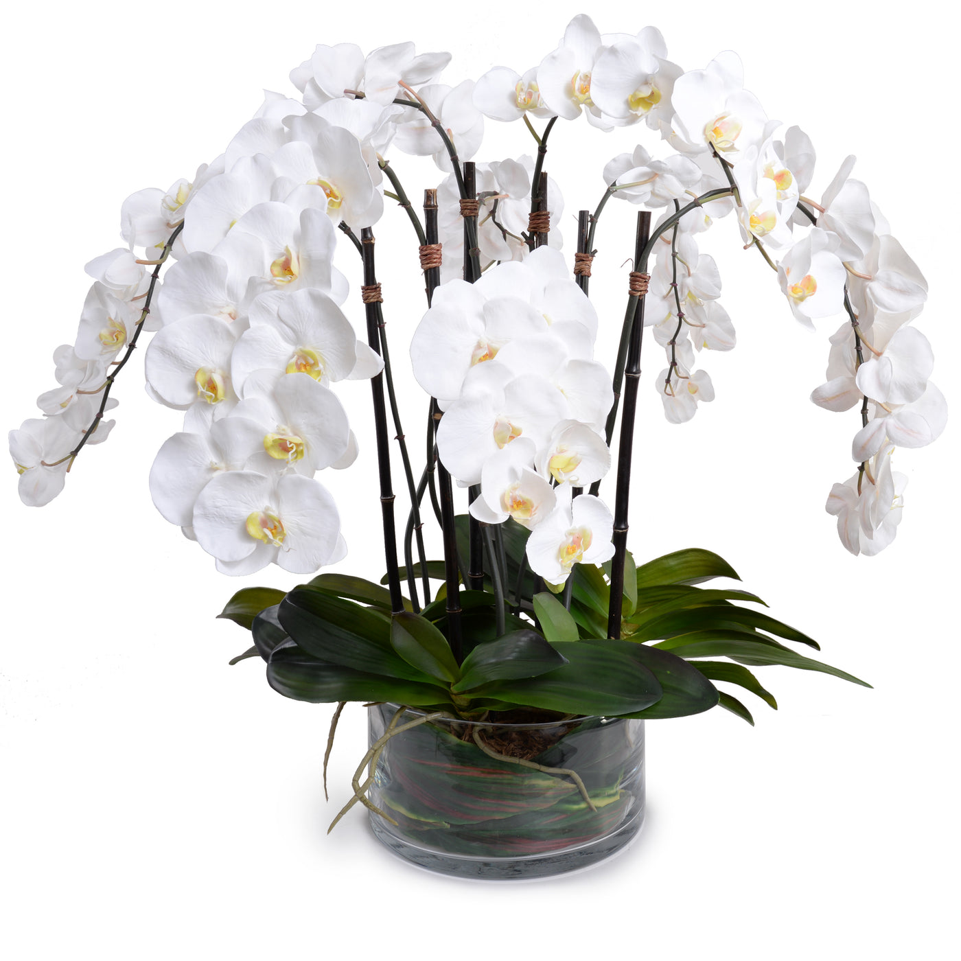 Phalaenopsis Orchid x8 Leaf It - White