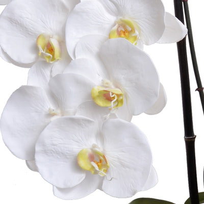 Phalaenopsis Orchid x14 Leaf It - White