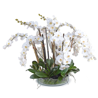 Phalaenopsis Orchid x14 Leaf It - White