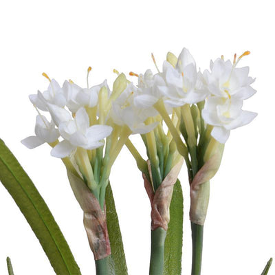 Paperwhite Narcissus - New Growth Designs