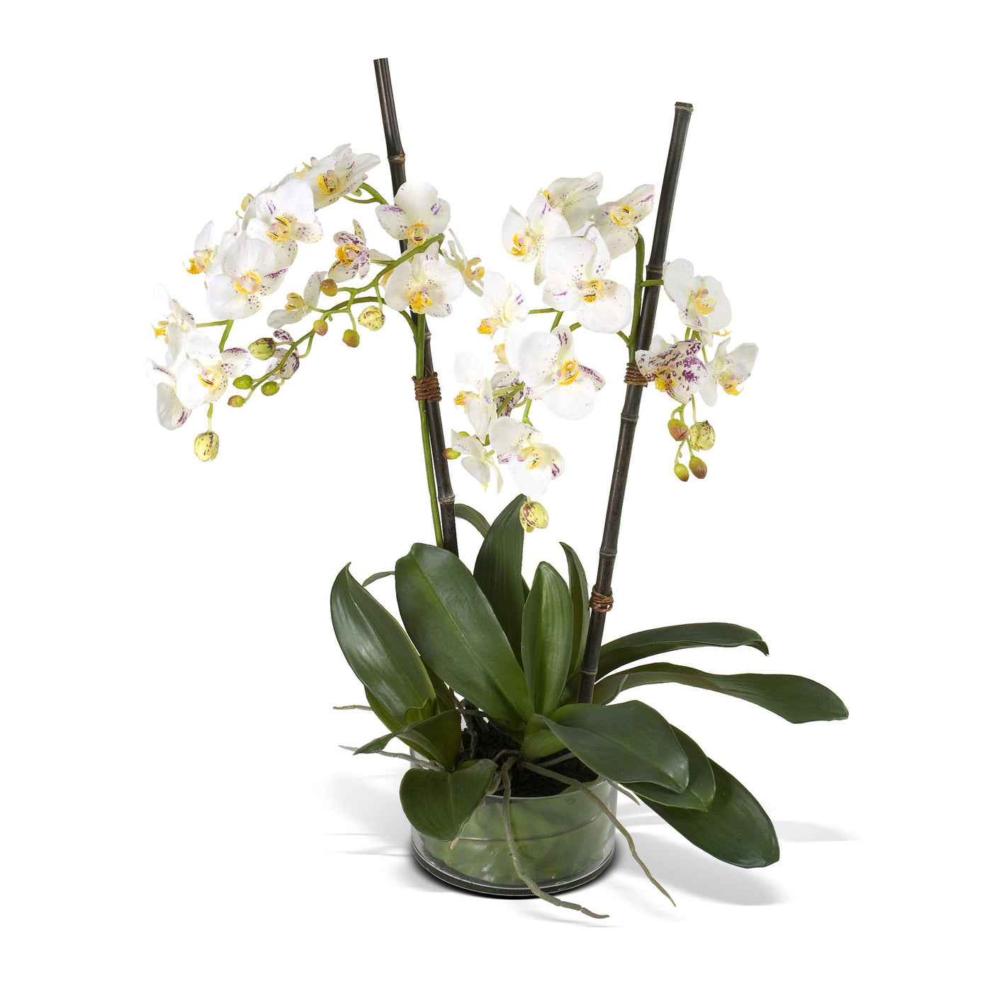 Phalaenopsis Orchid x2 Leaf It - White Purple - New Growth Designs
