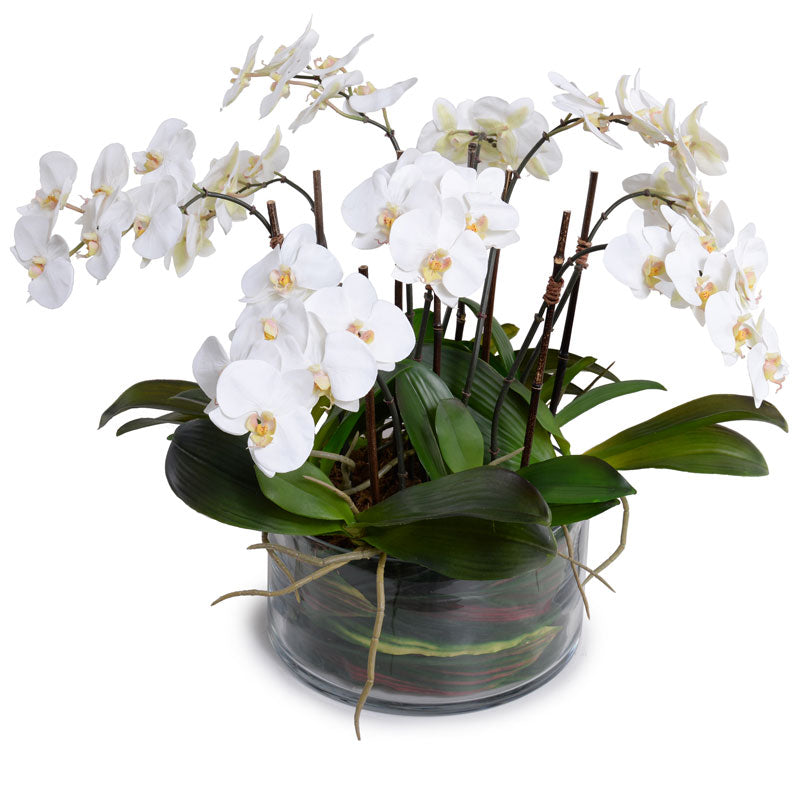 Phalaenopsis Orchid x9 Leaf-it 20"H