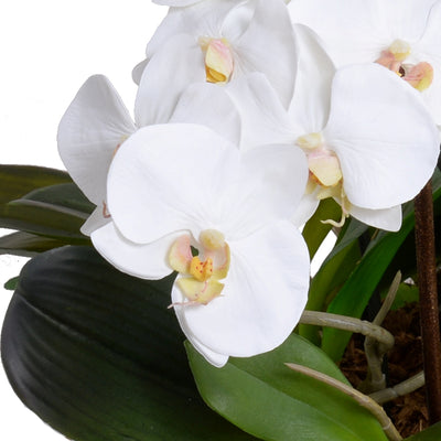 Phalaenopsis Orchid x9 Leaf It - White