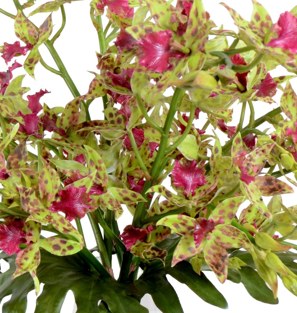 Cymbidium Orchid in Glass - Green-burgundy
