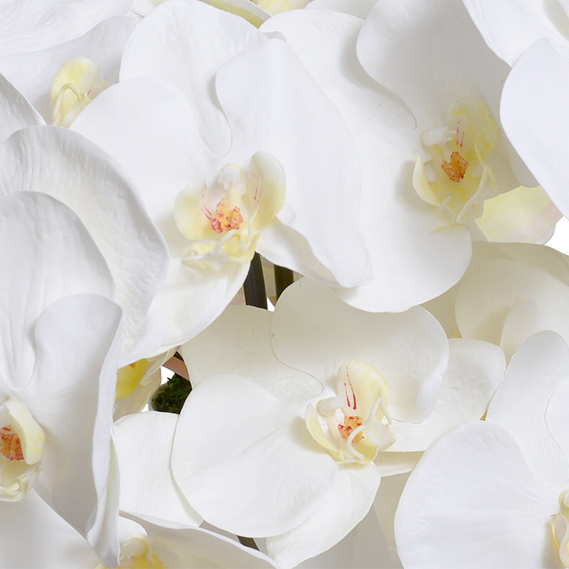 Phalaenopsis Orchids in ceramic vase, 15"H - White