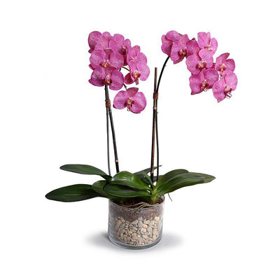 Phalaenopsis Orchid x2 in Short Glass Cylinder - Fuchsia - New Growth Designs