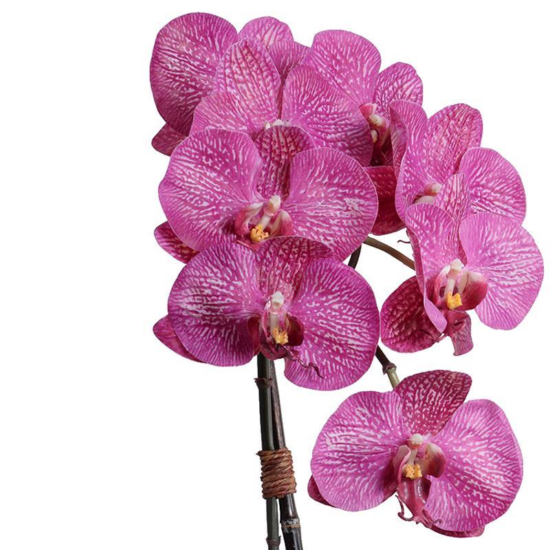Phalaenopsis Orchid x2 in Short Glass Cylinder - Fuchsia - New Growth Designs