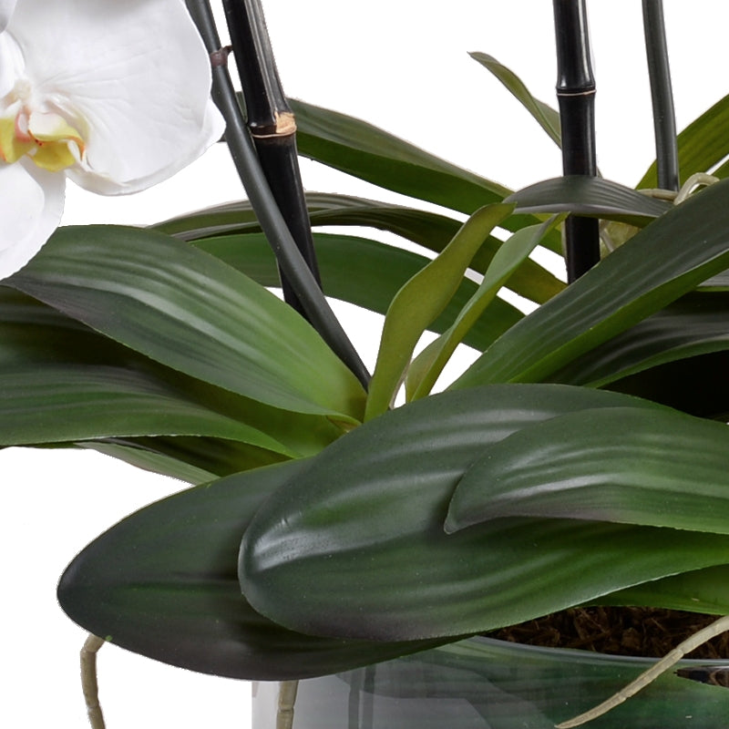 Phalaenopsis Orchid x3 Leaf It - White