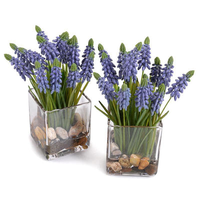 Grape Hyacinth in Glass - Blue - New Growth Designs
