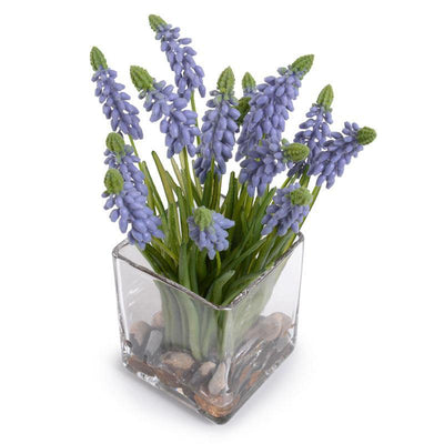 Grape Hyacinth in Glass - Blue - New Growth Designs