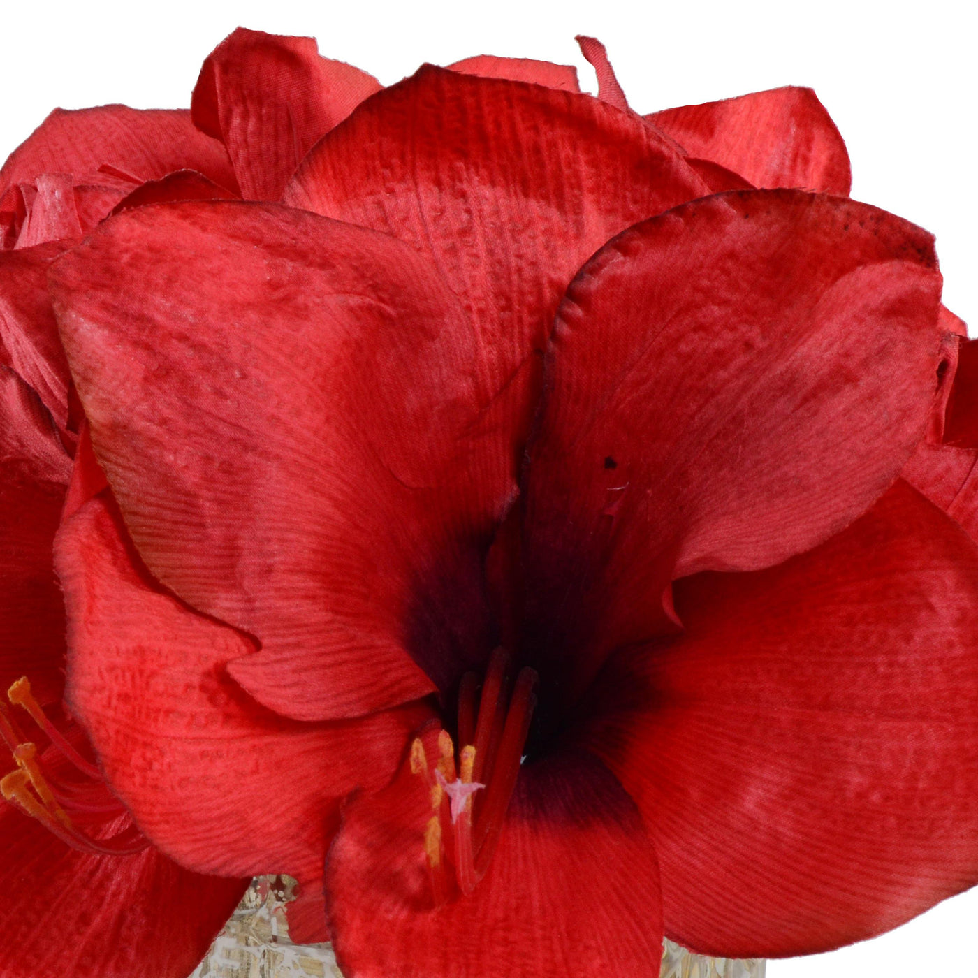 Amaryllis Cutting - Red - New Growth Designs