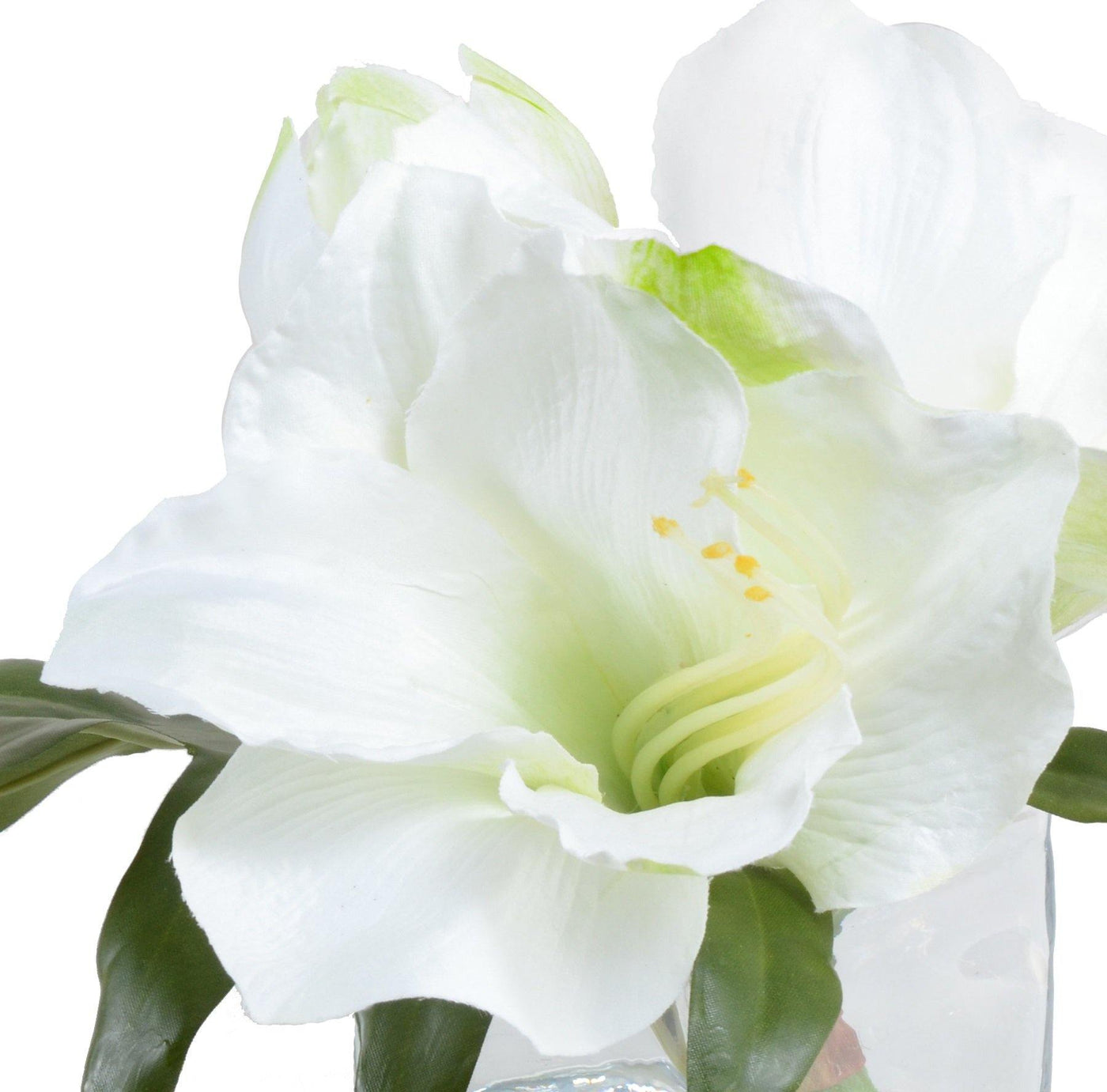Amaryllis Cutting - White - New Growth Designs
