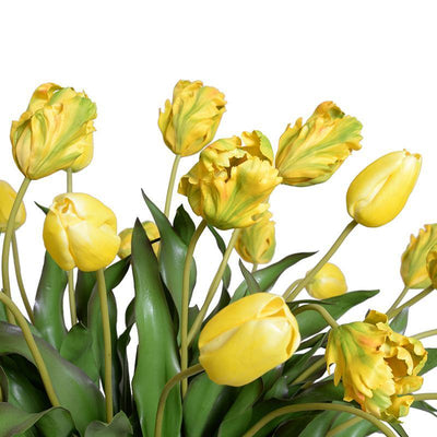 Tulip Arrangement - Yellow-Green - New Growth Designs