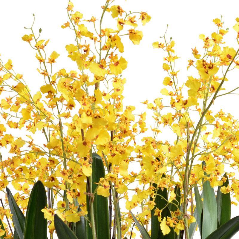 Oncidium Orchid Leaf-It 36
