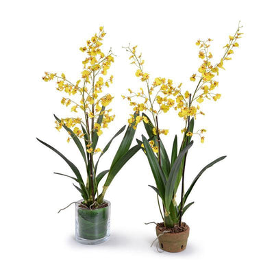Oncidium Orchid - New Growth Designs