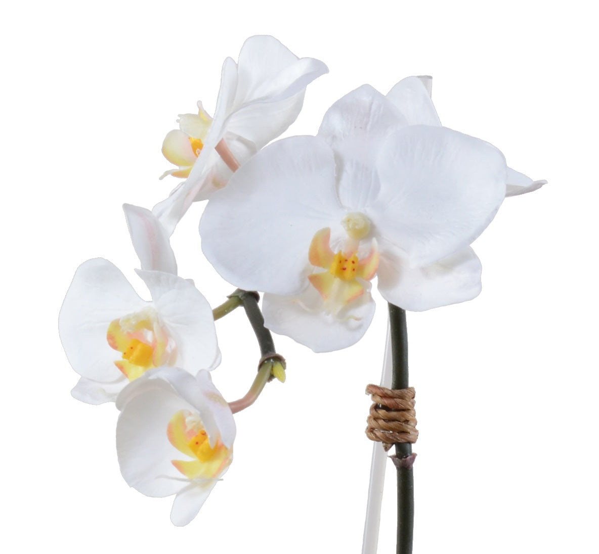 Phalaenopsis Orchid in Glass Vase - White