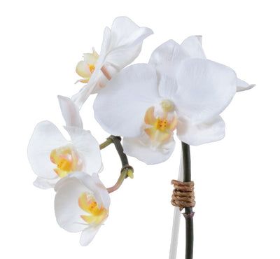 Phalaenopsis Orchid in Rustic Terracotta - White