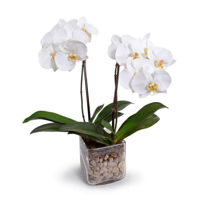 Phalaenopsis Orchid x2 in Glass Cube - White - New Growth Designs
