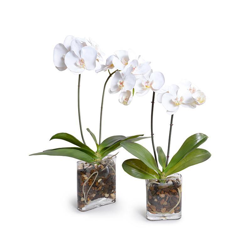 Phalaenopsis Orchid x2 in Glass Envelope - White - New Growth Designs