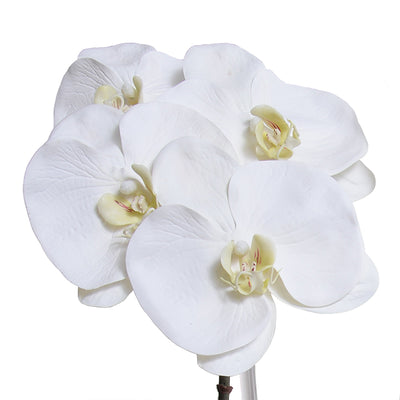 Phalaenopsis Orchid x2 in Glass Envelope - White