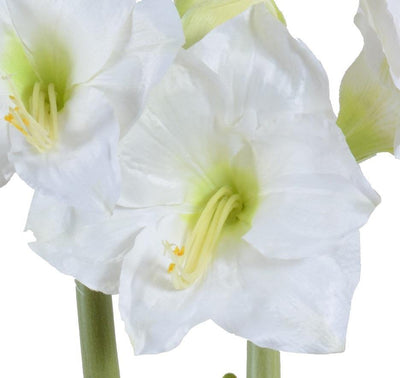 Amaryllis in Glass Cylinder - White - New Growth Designs