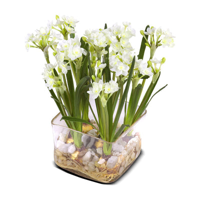 Paperwhite Narcissus Vase