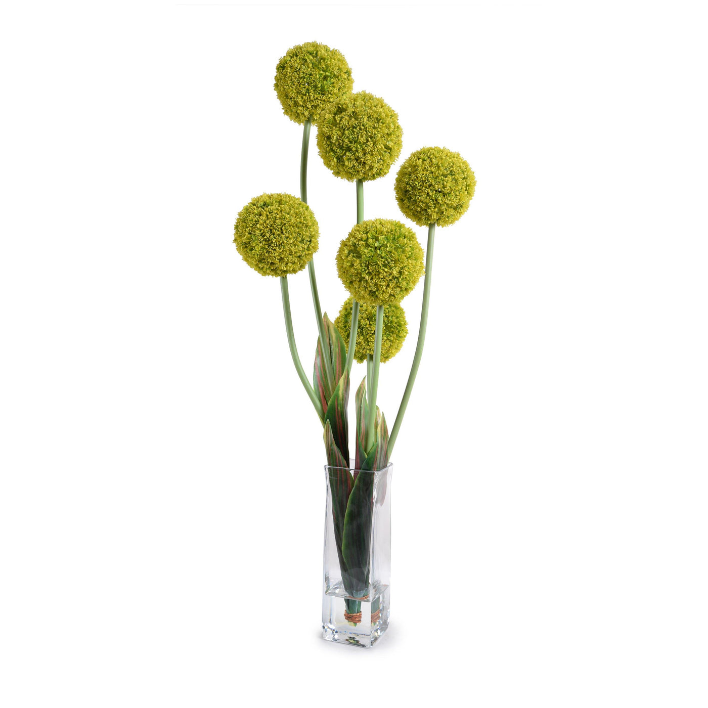 Allium in Glass Column - Green - New Growth Designs