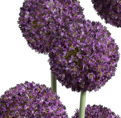 Allium in Glass Column - Purple - New Growth Designs