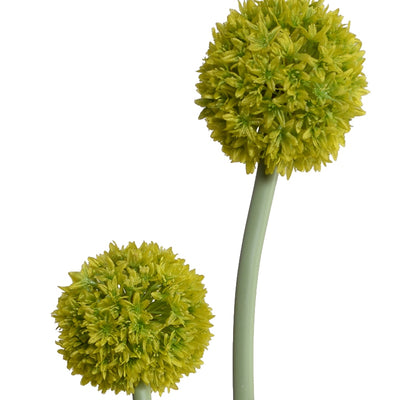 Allium in Glass Rectangle 32"H