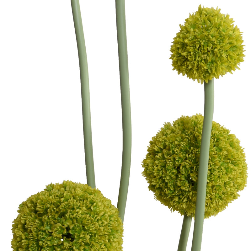 Allium in Glass Rectangle 32"H