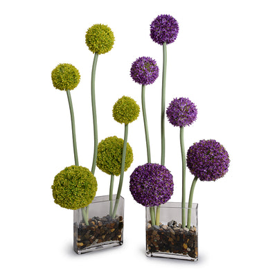 Allium in Glass Rectangle, 32"H - Purple