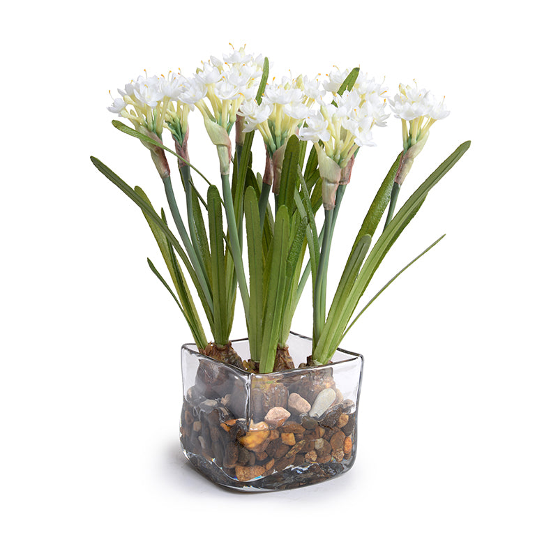 Paperwhite Narcissus in Glass 14"H