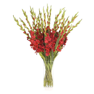 Gladiolus Arrangement in Glass - Red - New Growth Designs