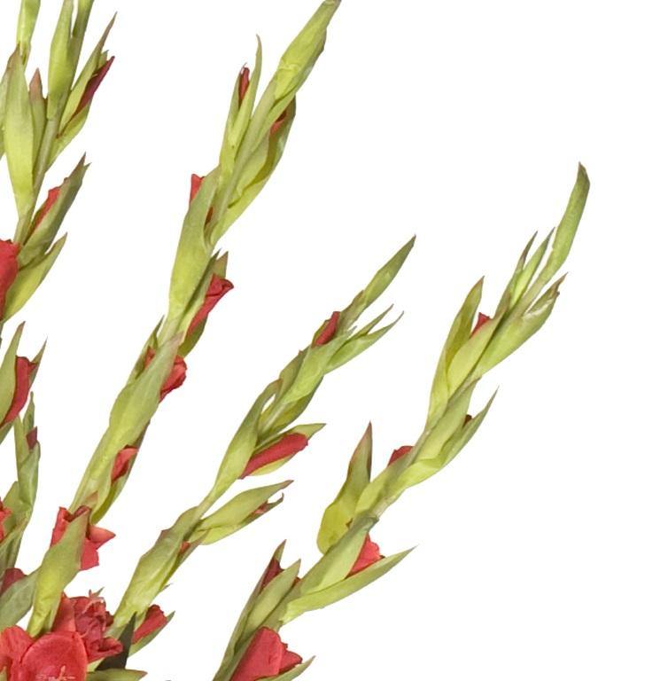 Gladiolus Arrangement in Glass - Red - New Growth Designs