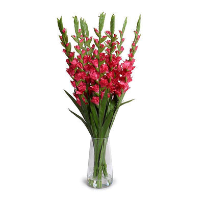 Gladiolus Arrangement in Glass - Fuchsia - New Growth Designs