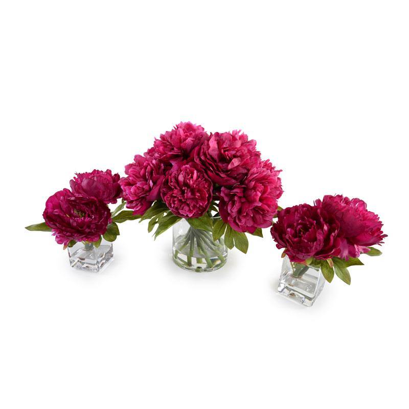 Peony Cutting - Beauty - New Growth Designs