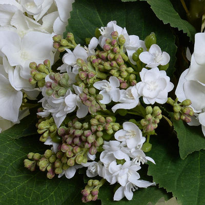 Hydrangea Bud Bouquet - Green White - New Growth Designs