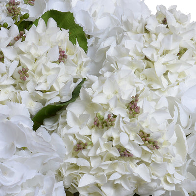 Hydrangea Arrangement - White