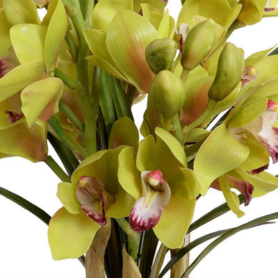 Cymbidium Orchid (Large) - Green - New Growth Designs