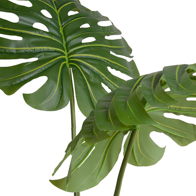 Monstera Branches in Glass Cylinder