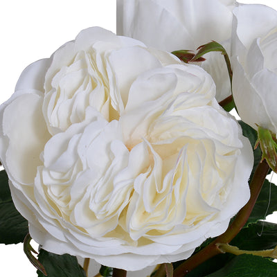 Wedding Rose cutting in glass - White