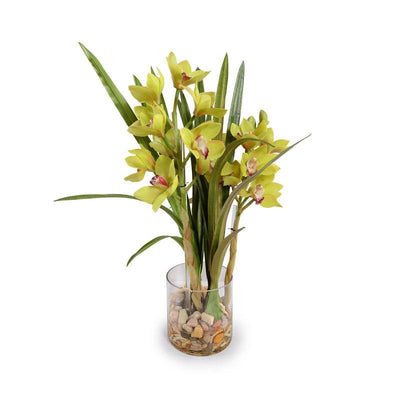 Cymbidium Orchid - Green - New Growth Designs