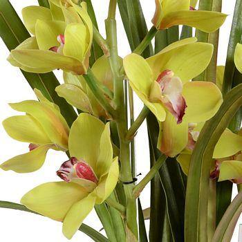 Cymbidium Orchid - Green - New Growth Designs