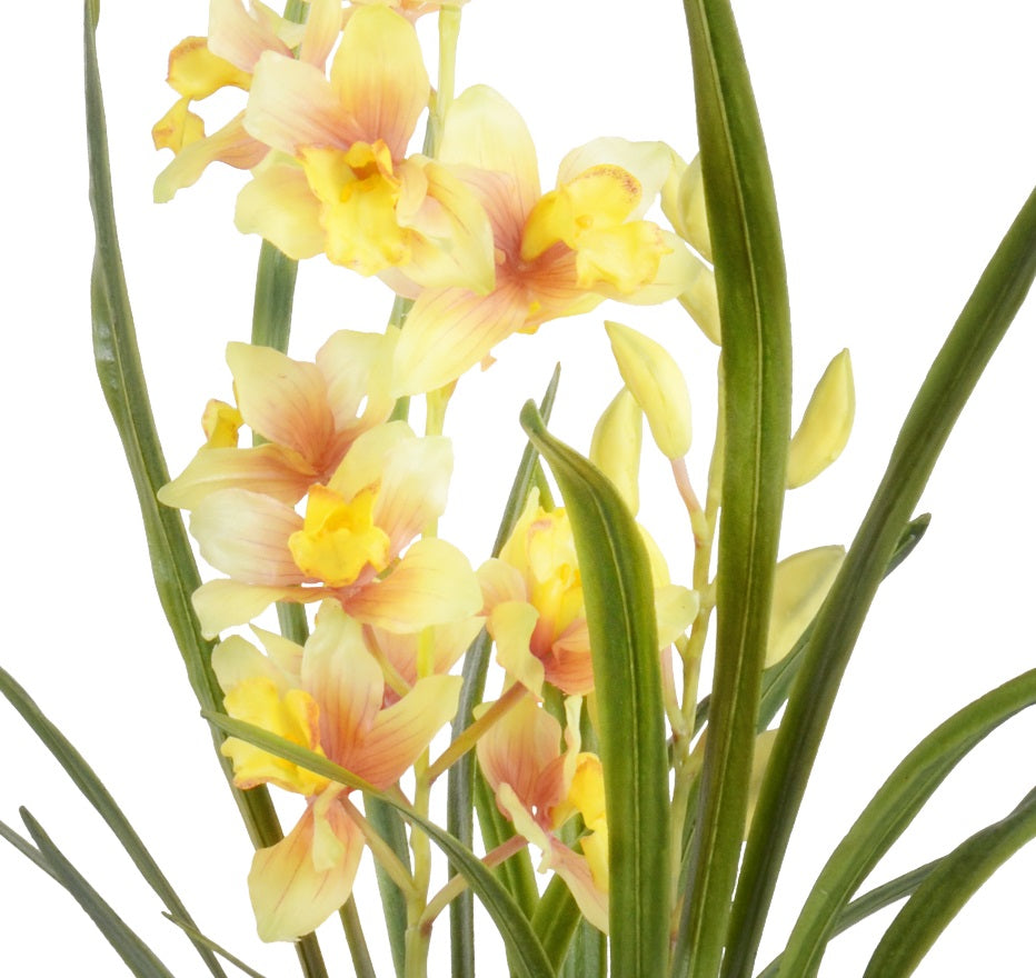 Cymbidium Orchid in Glass - Yellow