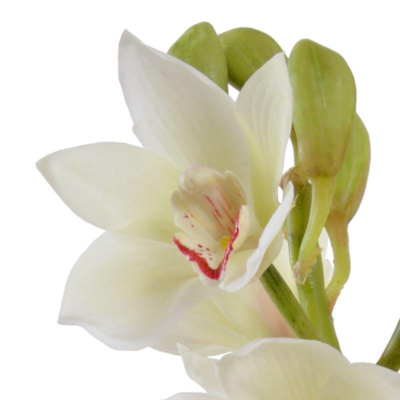 Cymbidium Orchid Arrangement - New Growth Designs