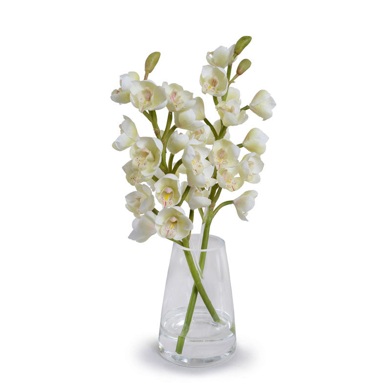 Cymbidium Orchid - New Growth Designs